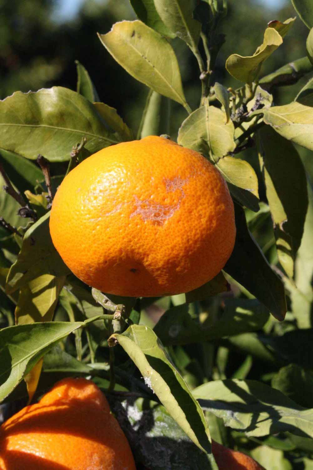              Fruit (Riverside, CA)       